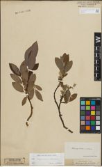 Foto von Salix lapponum L. x Salix silesiaca Willd.